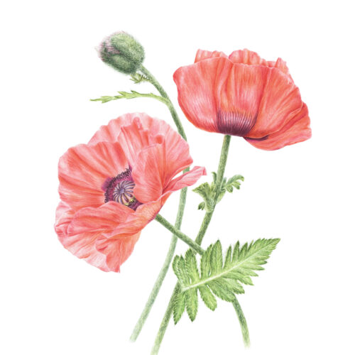 Hrinchuk_papaver_orientale_peach