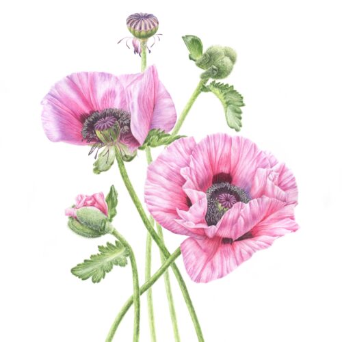 Hrinchuk_papaver_orientale_pink